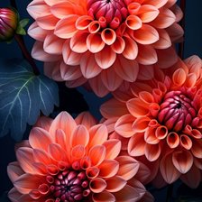 Схема вышивки «Хризантемы»