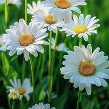 Схема вышивки «Ромашки»