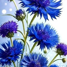 Схема вышивки «Васильки»