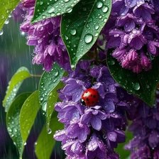 Схема вышивки «Сирень»