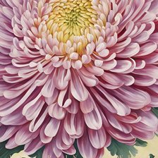 Схема вышивки «Хризантема»