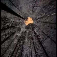 Схема вышивки «Bosque nocturno»