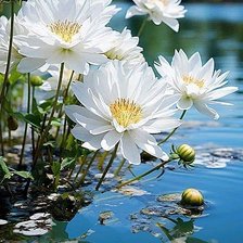 Схема вышивки «Лето на воде»