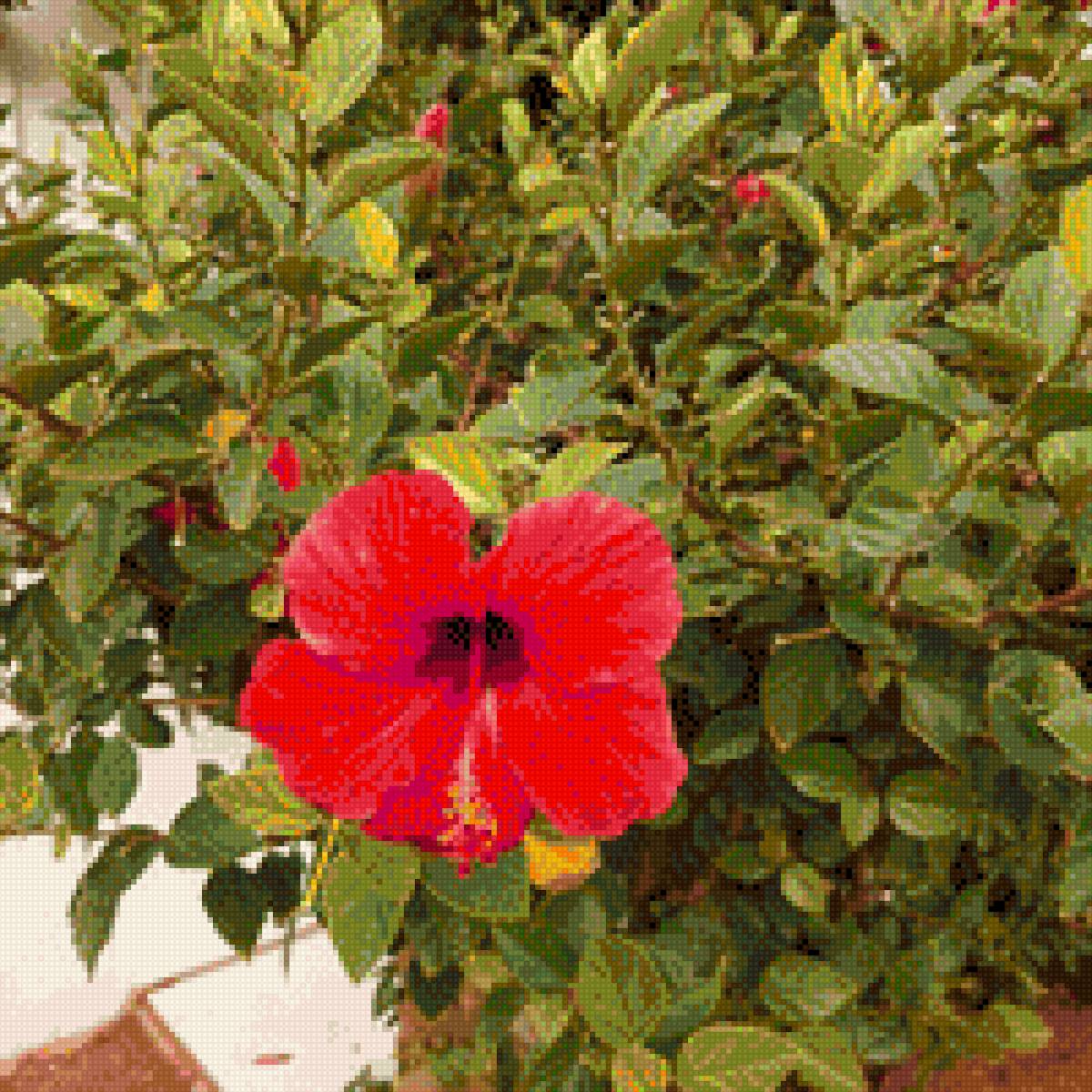 Аленький цветочек - цветок, красный - предпросмотр