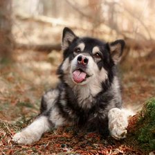 Схема вышивки «5»