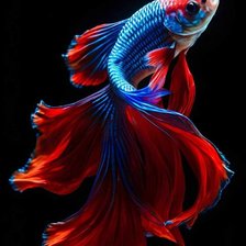 Схема вышивки «Рыбка»