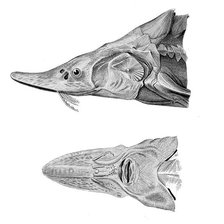 Схема вышивки «ОСЕТР»