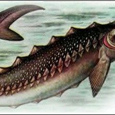 Схема вышивки «Осётр»