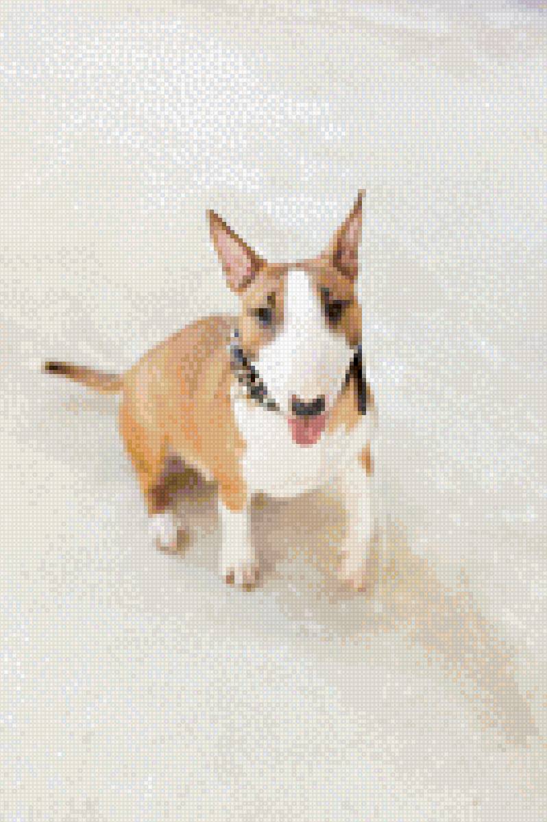 Рыжий бультерьер - бультерьер, собака - предпросмотр