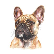 Схема вышивки «Французский бульдог»