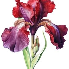 Схема вышивки «Ирисы»