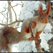 Схема вышивки «Векша на дереве»