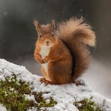 Схема вышивки «Рыжая белка»