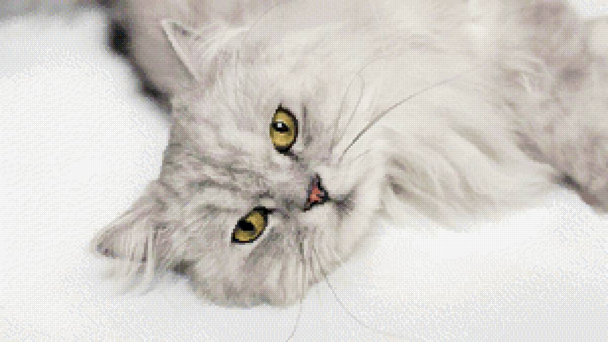 Кошка Седа - кошка, кошка белая, кошка серая - предпросмотр