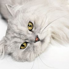 Схема вышивки «Кошка Седа»