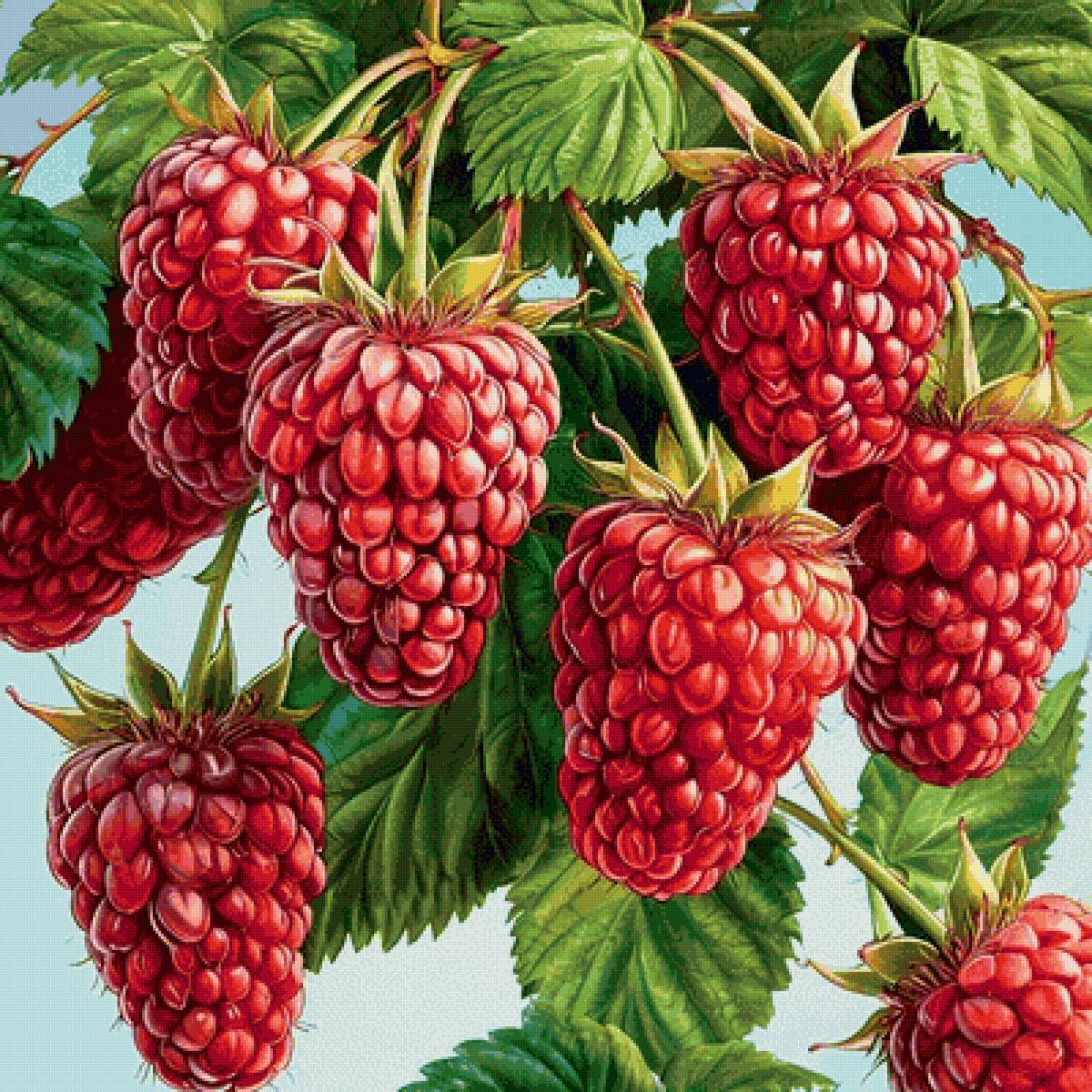 ягоды - предпросмотр