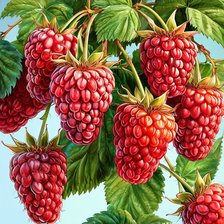 Схема вышивки «ягоды»