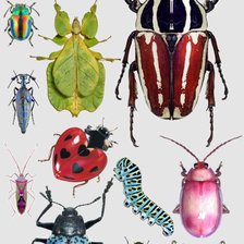 Схема вышивки «Насекомые v1»