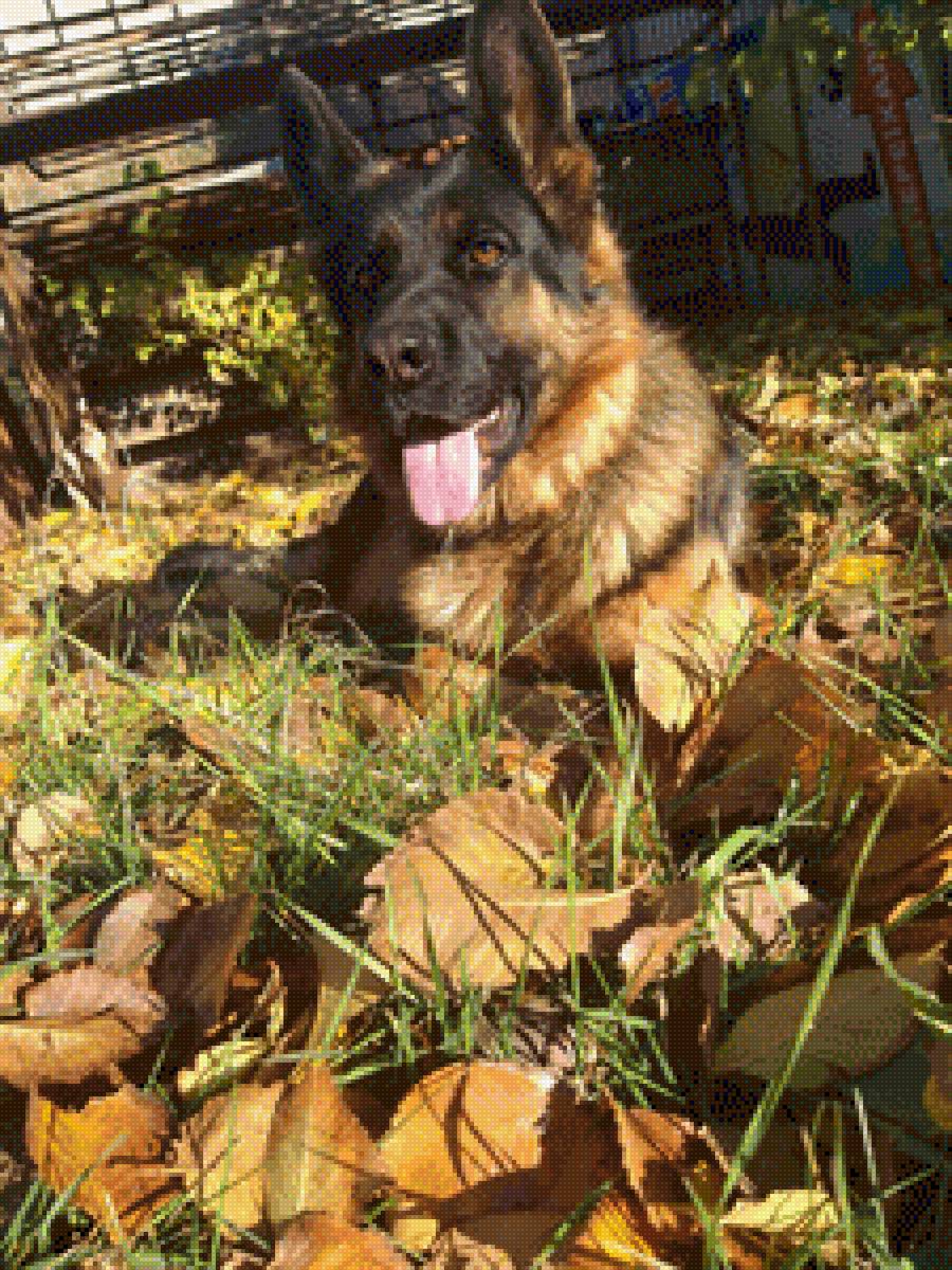 Овчарка - предпросмотр