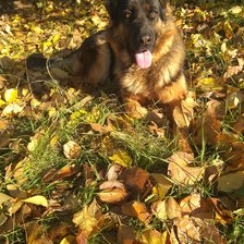 Схема вышивки «Овчарка Динка»