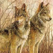 Схема вышивки «Волки. Бонни Маррис»