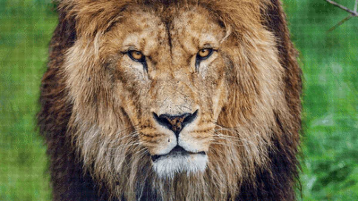 Лев - фотографии - предпросмотр