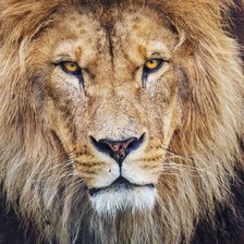 Схема вышивки «Лев»