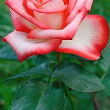 Схема вышивки «Нежность роз»