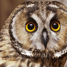 Схема вышивки «Сова сипуха»