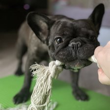 Схема вышивки «Французский бульдог Белла»