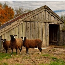 Схема вышивки «Пуня»