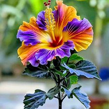 Схема вышивки «Цветы»