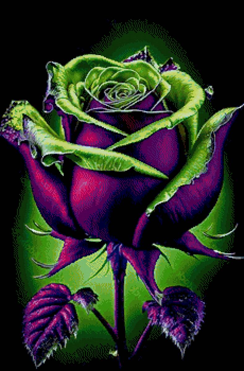 Цветы - роза - предпросмотр