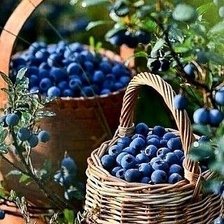 Схема вышивки «Лесная голубика»