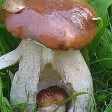 Схема вышивки «Вырастил»