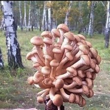 Схема вышивки «Дружная семейка»