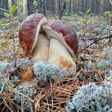 Схема вышивки «Осенний поцелуй»