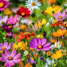 Схема вышивки «Космея»