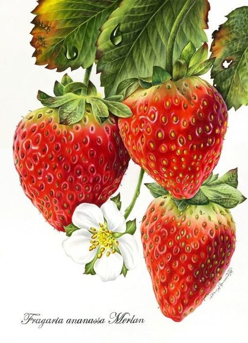 Клубничка - оригинал