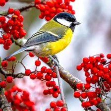 Схема вышивки «№2900018»