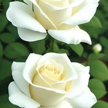 Схема вышивки «Белые розы»