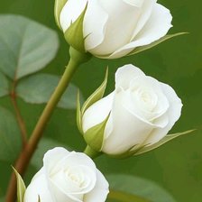 Схема вышивки «Белые розы»