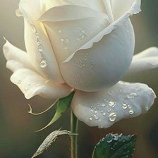 Схема вышивки «Утренняя роса на розе»