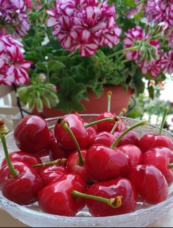 Вишня🍒 - вишня, цветы, ягоды - оригинал