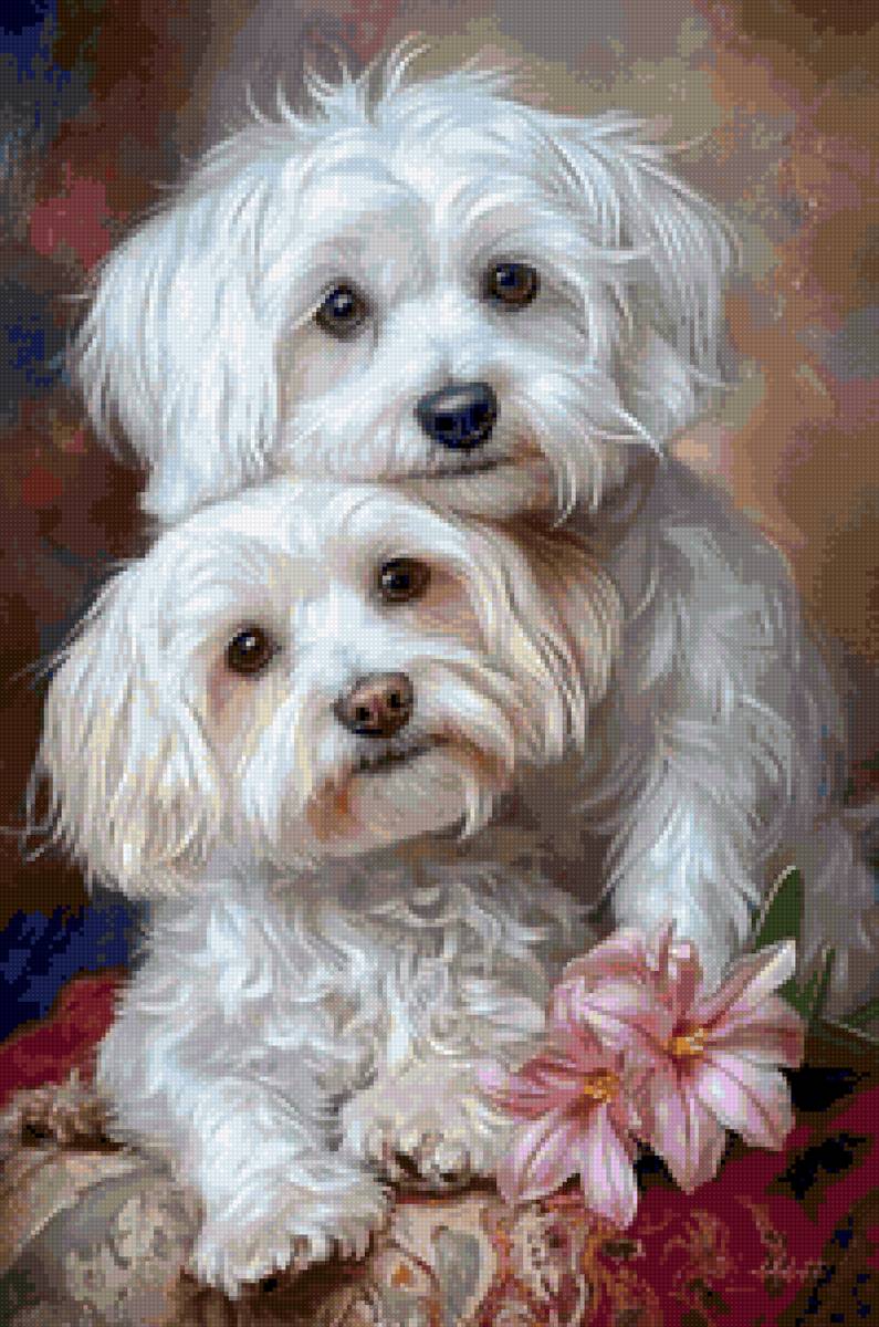 Coton de Tuléar - chien, animaux - предпросмотр