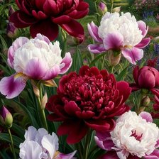 Схема вышивки «Пионы»