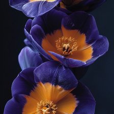 Схема вышивки «Цветы»