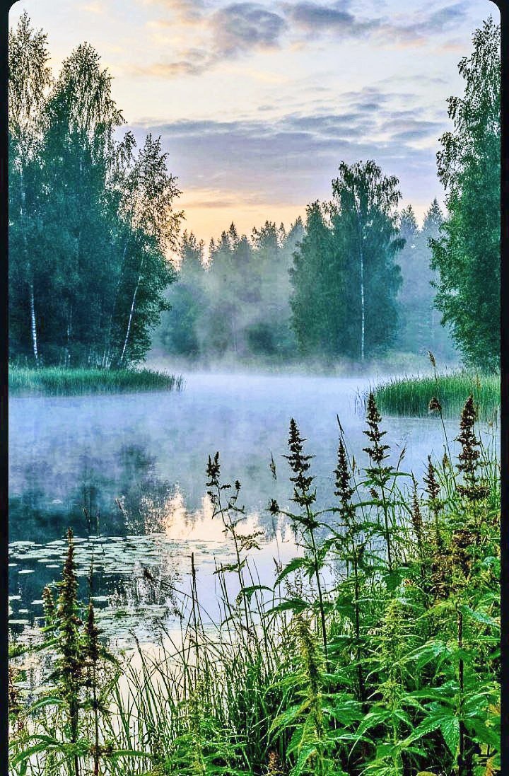 Утро, туман - лес, лето - оригинал