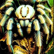 Схема вышивки «Природа»