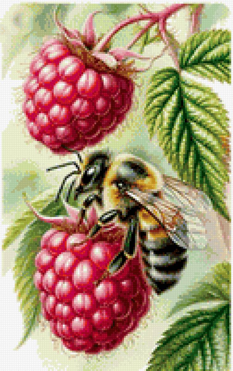 Пчелка на малине - ягоды, пчела, малина - предпросмотр